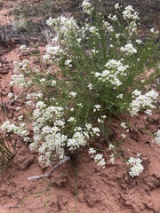 Lepidium montanum