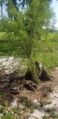Taxodium mucronatum