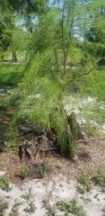 Taxodium mucronatum