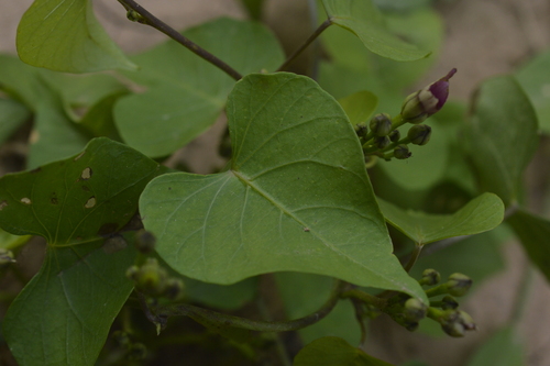 Image of Ipomoea amnicola by (c) E Santos Ortega, some rights reserved (CC BY)