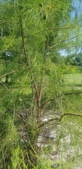 Taxodium mucronatum