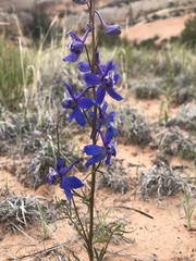 Delphinium scaposum