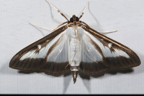 Box Tree Moth, photo 7 of 9