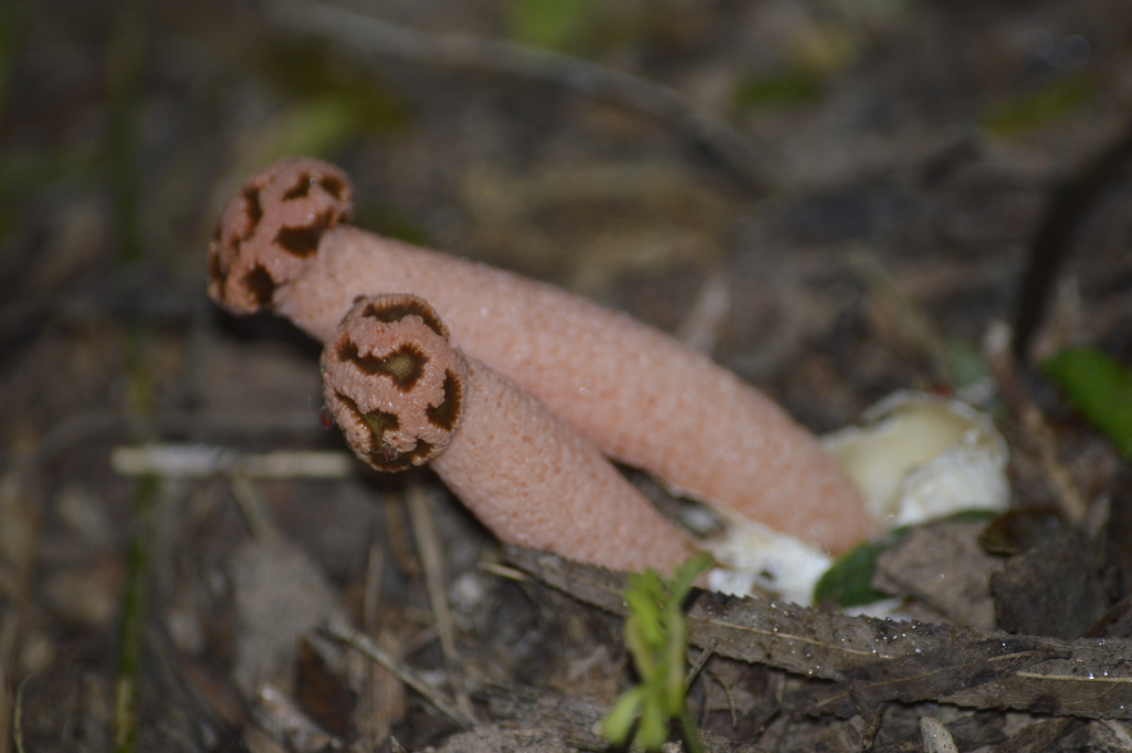 Lysurus sphaerocephalus · May 2024 · photo: © evaristoso (iNaturalist, cc-by)