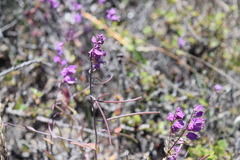 Streptanthus glandulosus pulchellus