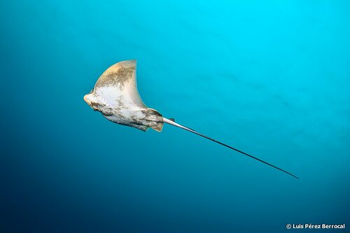 Vliegervormige adelaarsrog (Myliobatis tobijei) — Myliobatidae — 2