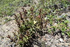 Castilleja affinis neglecta