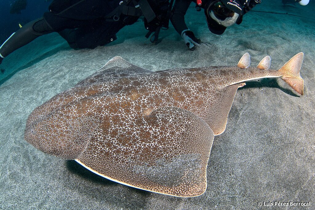 Japanese Angelshark