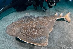 Japanese Angelshark photo 1