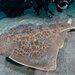 Japanese Angelshark - Photo (c) Luis P. B., some rights reserved (CC BY-NC), uploaded by Luis P. B.