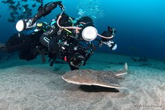 Japanese Angelshark photo 3