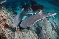 Banded Houndshark photo 2