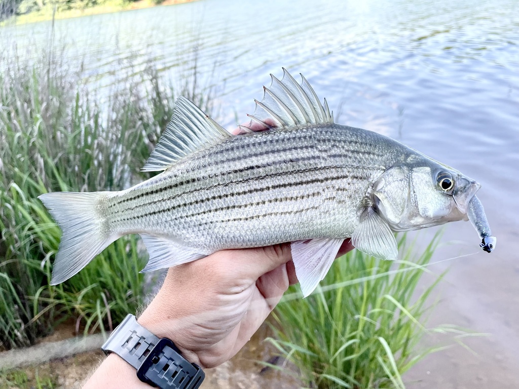 White × Striped Bass