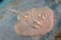Yellow-Spotted Fanray photo 3