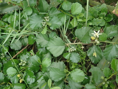 Grewia piscatorum, photograph 2
