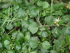 Grewia piscatorum, photograph author not stated, no rights reserved