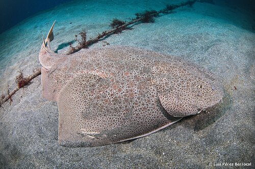 Japanese angelshark (Squatina japonica) — Squatinidae — 5