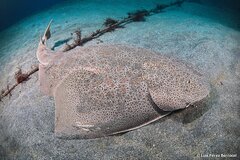 Japanese Angelshark photo 5