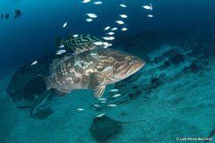 Longtooth Grouper photo 1