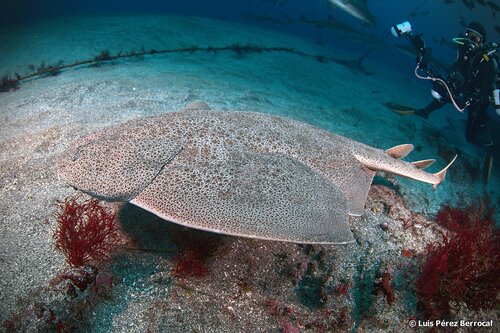 Japanese angelshark (Squatina japonica) — Squatinidae — 4