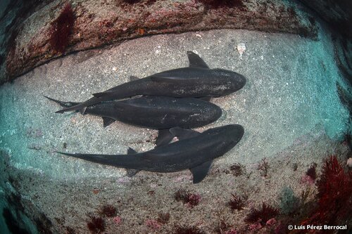 Banded houndshark (Triakis scyllium) — Triakidae