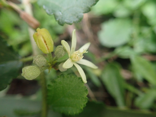 Grewia piscatorum, photograph 3