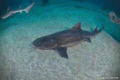 Banded Houndshark photo 4