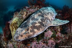 Blotchy Swell Shark photo 2