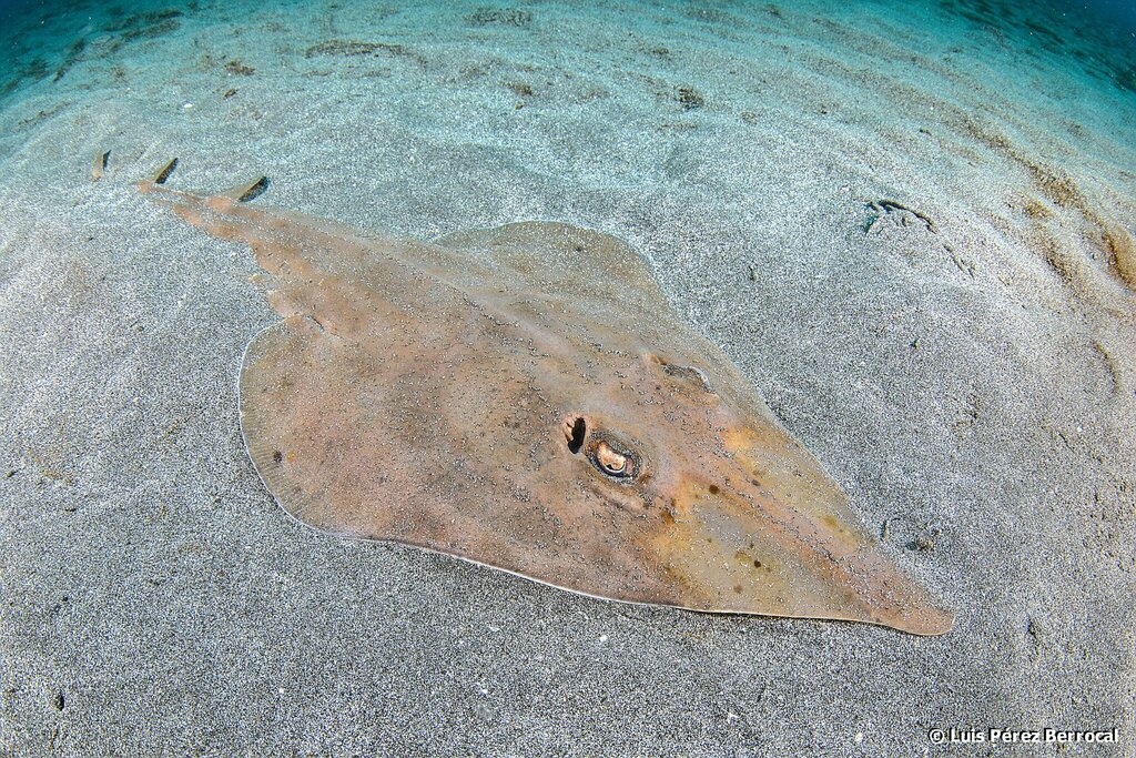 Brown Guitarfish