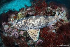 Blotchy Swell Shark photo 1