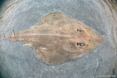 Brown Guitarfish photo 3