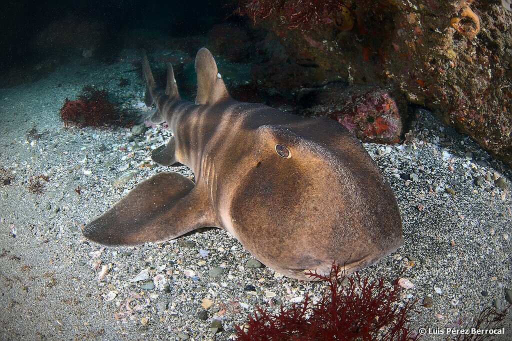 Japanese Bullhead Shark