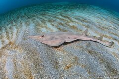Brown Guitarfish photo 2