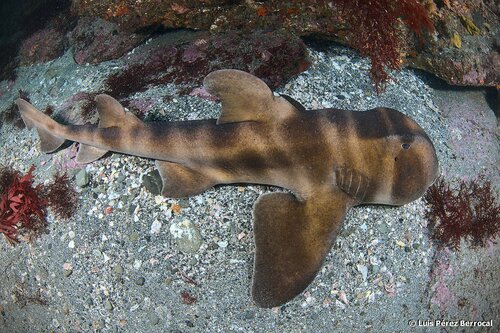 Bull-head shark (Heterodontus japonicus) — Heterodontidae