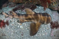 Japanese Bullhead Shark photo 2