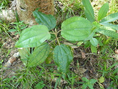 Miconia argentea