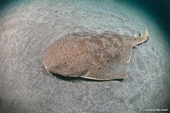 Japanese Angelshark photo 2