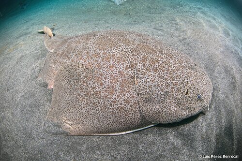 Japanese angelshark (Squatina japonica) — Squatinidae — 2