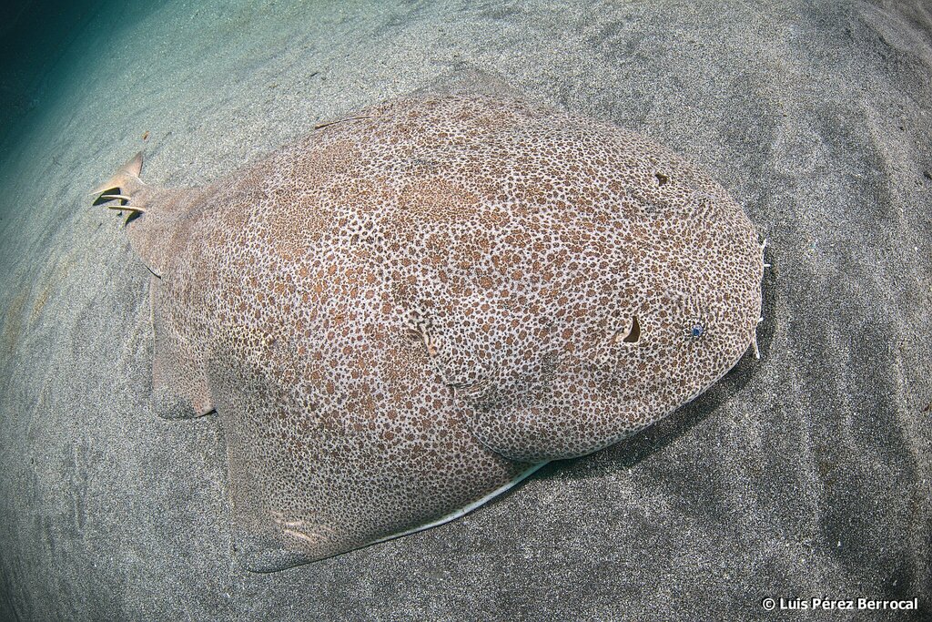 Japanese angelshark (Squatina japonica) — Squatinidae
