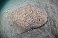 Japanese Angelshark photo 4