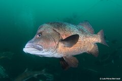 Long Barbeled Grunter photo 1