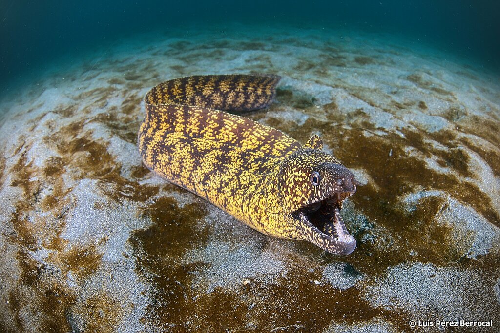 Kidako Moray
