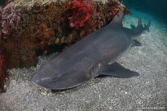 Banded Houndshark photo 3