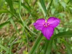 Tradescantia bracteata