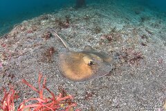 Sepia Stingray photo 2