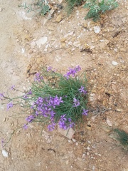Matthiola fruticulosa