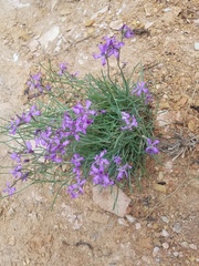 Matthiola fruticulosa