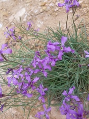 Matthiola fruticulosa