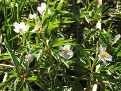 Anemonoides caerulea