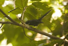 Rhipidura albicollis